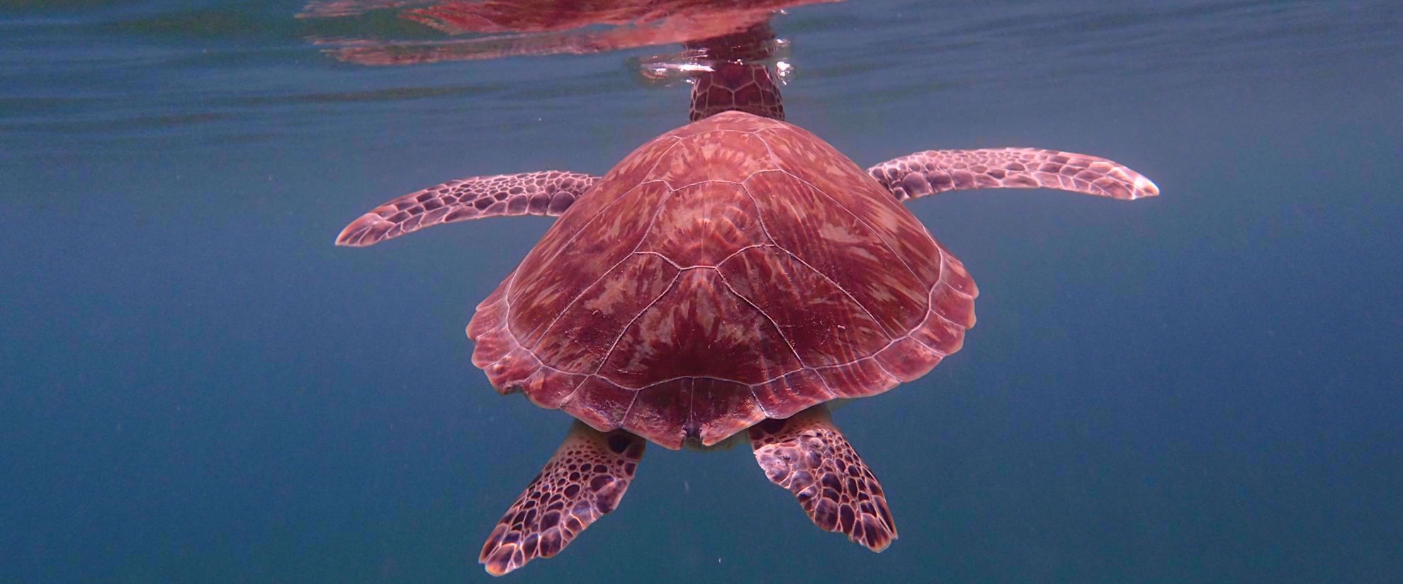 Turtle floating in calm caribbean ocean water
