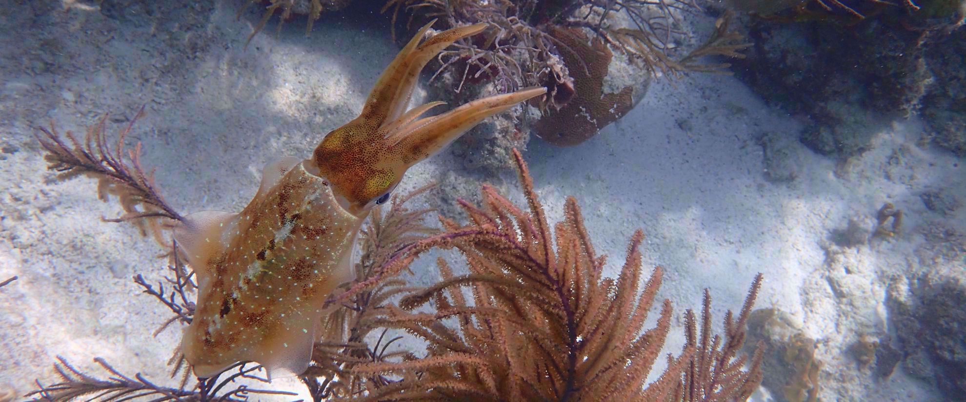Picture of Adventures in the Caribbean Squid in crystal clear caribbean water