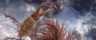 Picture of Adventures in the Caribbean Squid in crystal clear caribbean water