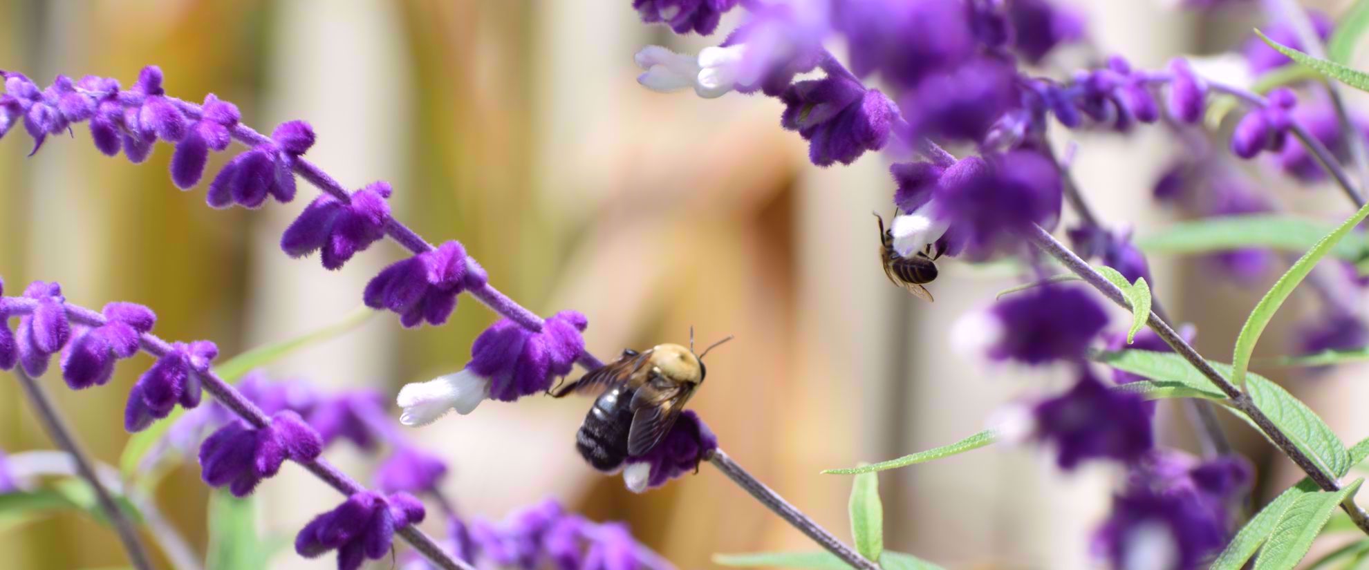 Bees on flowers in blue ridge