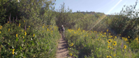 woman hiking through sunflowers in colorado