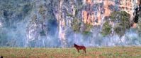 Picture of Discover the Rhythm and Heartbeat of Cuba