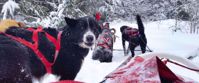 adorable sled dogs in tofte minnesota getting ready to sled