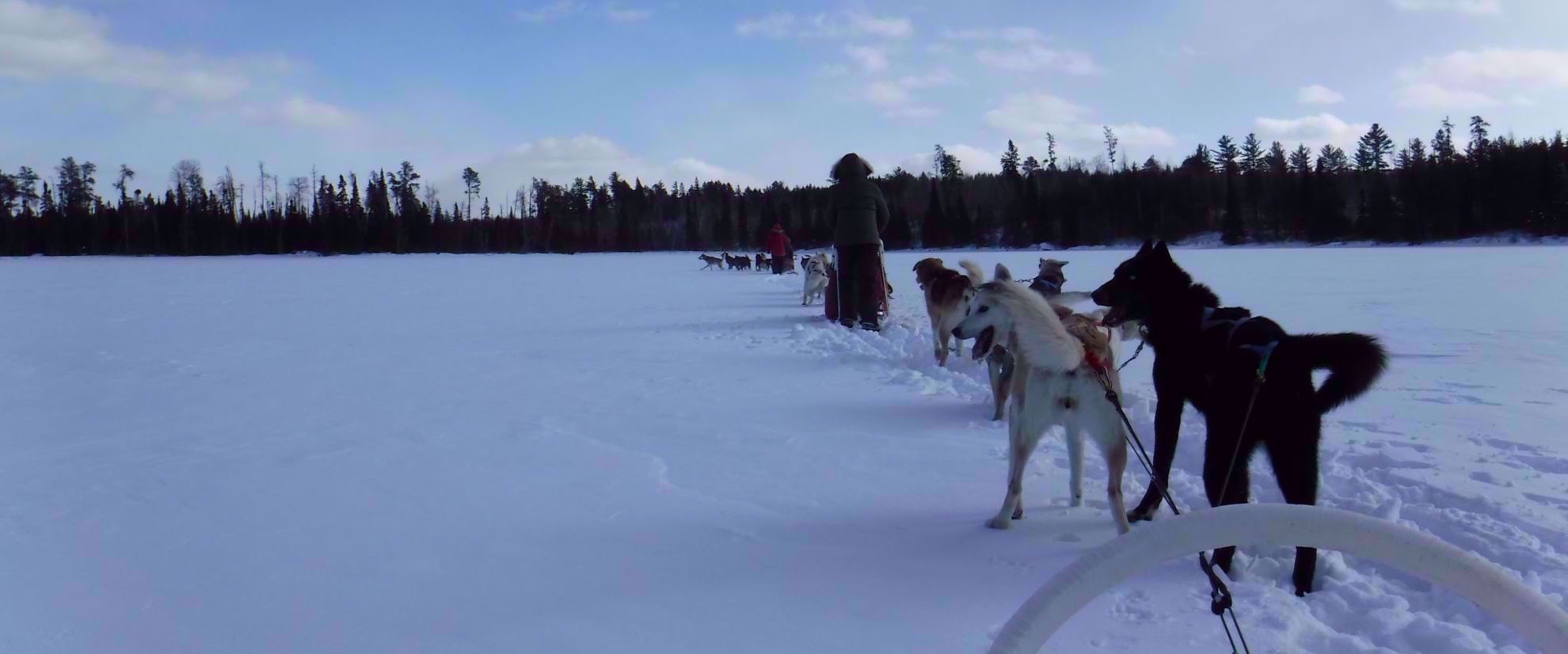 sled dogs in tofte minnesota pulling sled