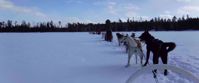 sled dogs in tofte minnesota pulling sled