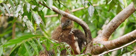 bird resting in tree in ecuador amazon jungle