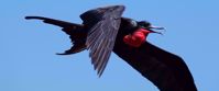 red and black galapagos bird and blue sky