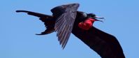 Picture of Exploring the Galapagos Islands by Land red and black galapagos bird and blue sky