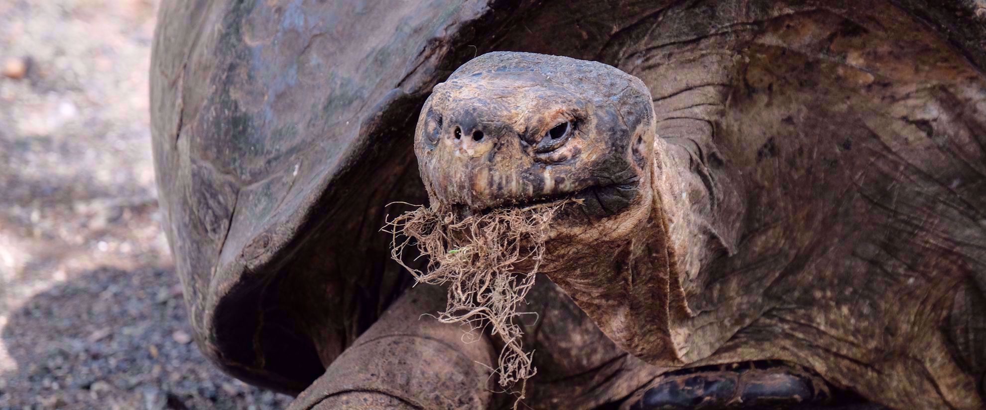 tortoise eating snack on galapagos islands