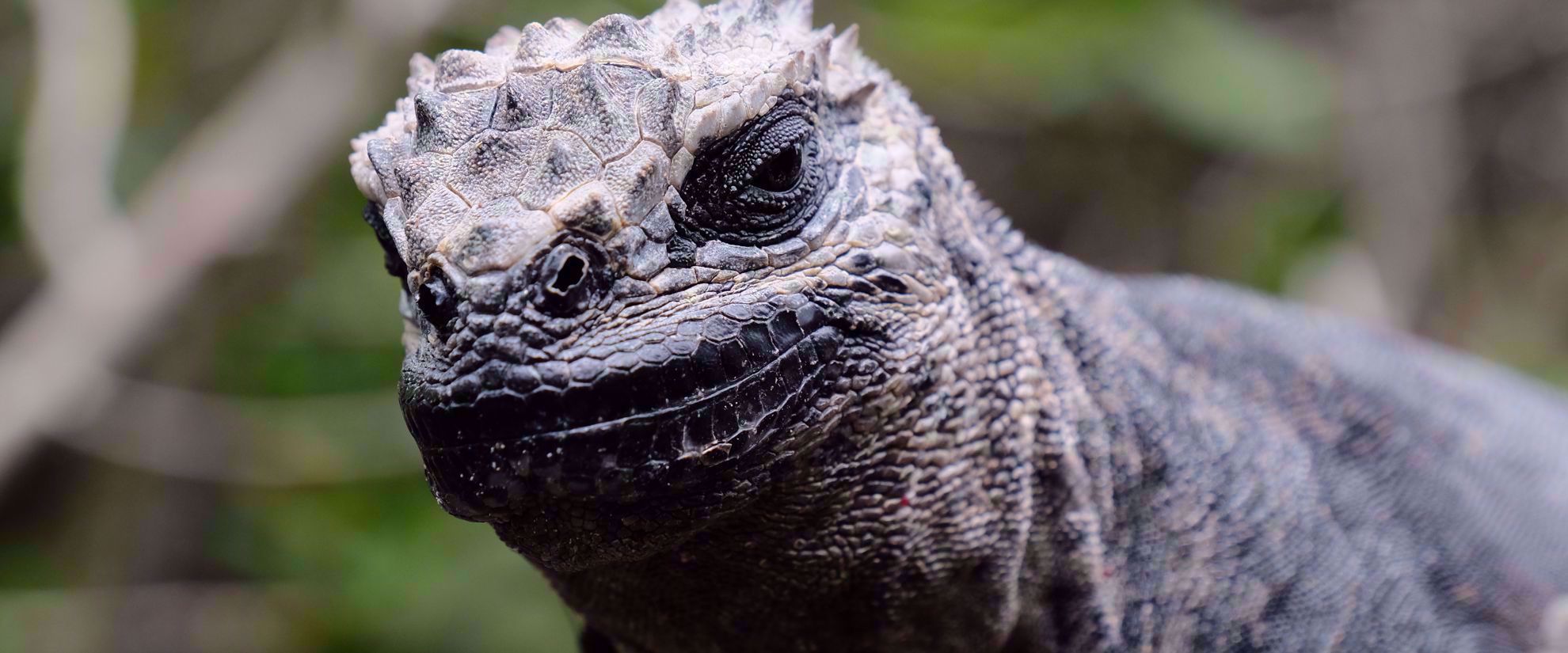 Picture of Exploring the Galapagos Islands by Land dragon lizard on galapagos islands