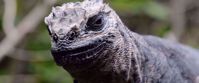 dragon lizard on galapagos islands