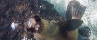 Picture of Exploring the Galapagos Islands by Land sea lion underwater in galapagos islands