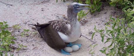 blue footed booby laying eggs in sand on galapagos
