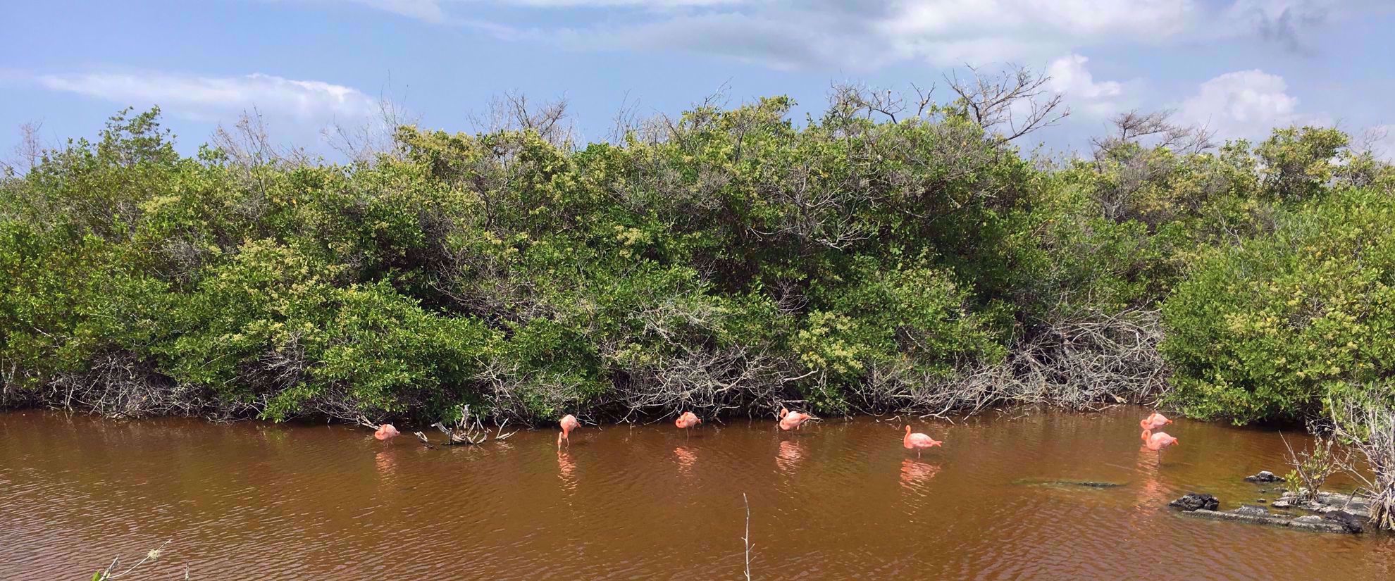 flamingos feeding in the galapagos