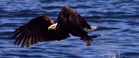 Picture of Highlights of Nova Scotia eagle swoops down for prey in nova scotia