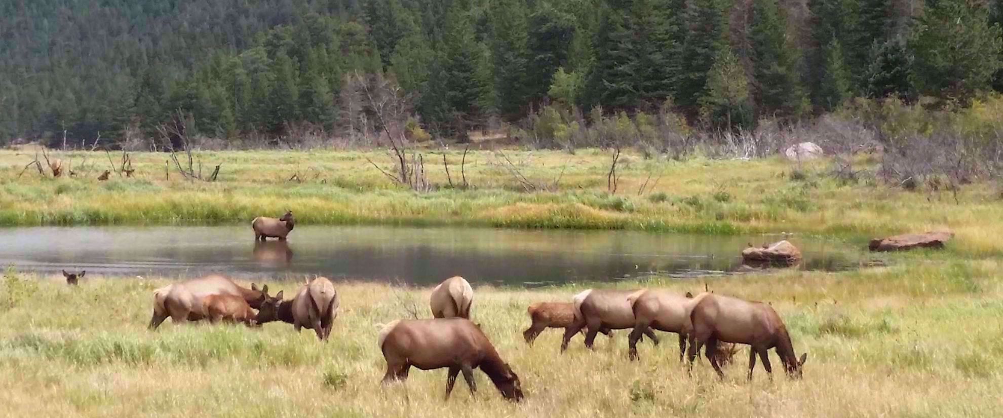 wild elk grazing by pond in colorado rockies