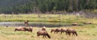 Picture of Hiking and Sketching in the Colorado Rockies wild elk grazing by pond in colorado rockies