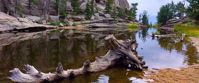 Picture of Hiking and Sketching in the Colorado Rockies driftwood in water in colorado rockies