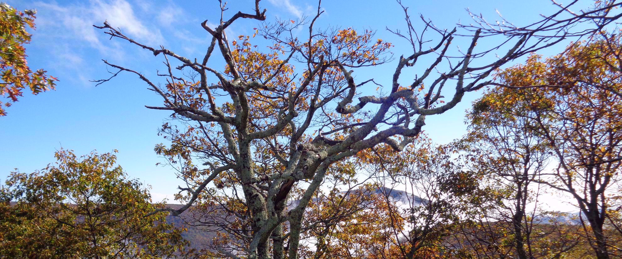 trees on the appalachian trail