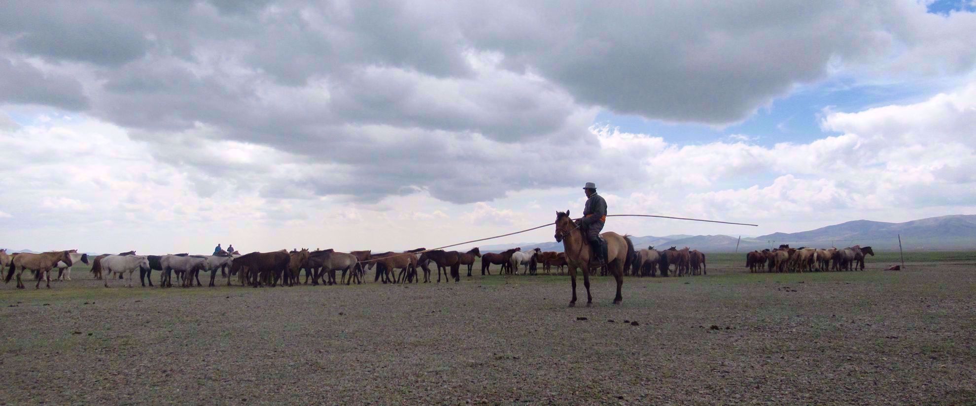 man with herd of horses mongolia