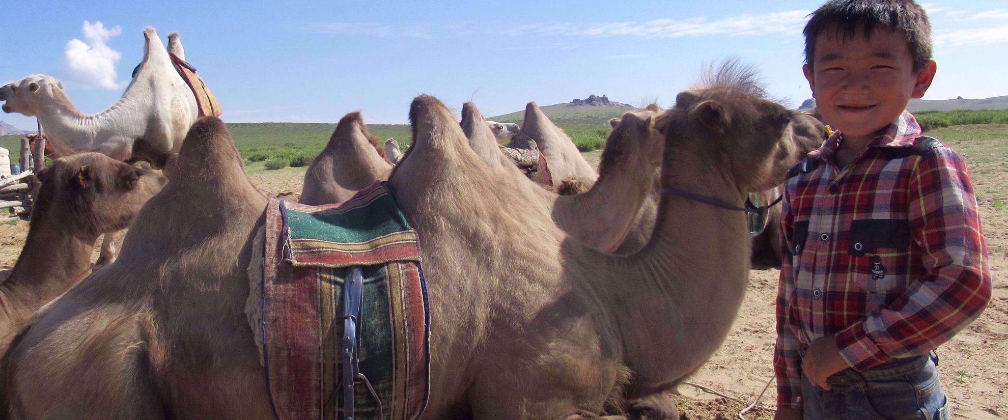 mongolian boy smiles with baby camels