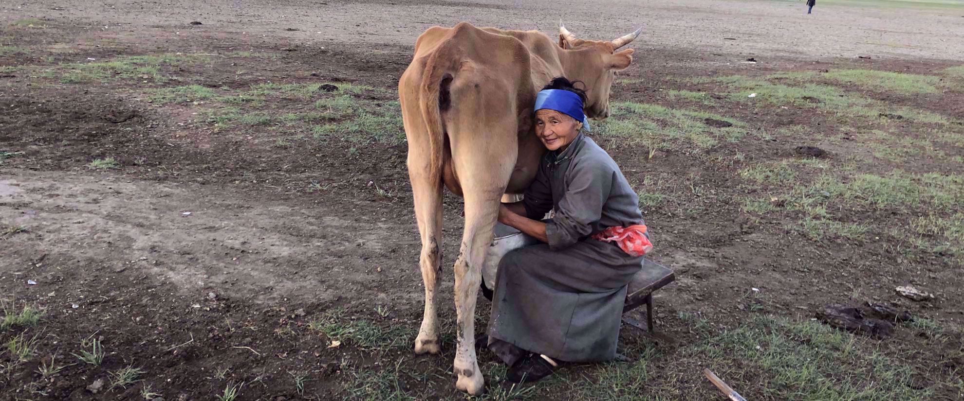 local woman milks cow mongolia