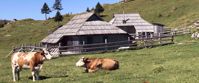 Picture of Hiking Slovenia and the Julian Alps bulls rest in field slovenia