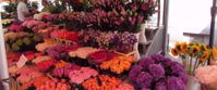 Picture of Hiking Slovenia and the Julian Alps fresh flowers for sale slovenia