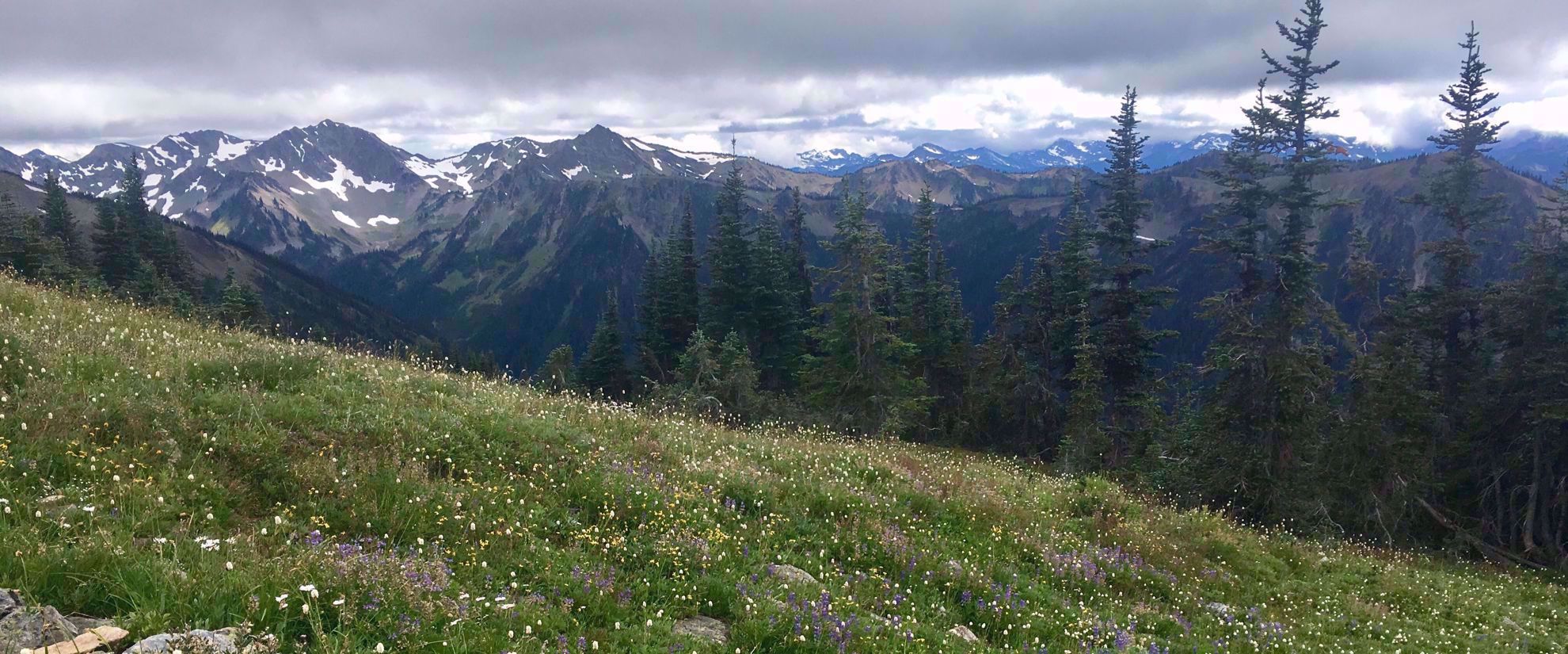 Picture of Pacific Northwest Escape: The San Juan Islands & Olympic National Park wildflowers growing in mountains olympic national park