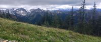 Picture of Pacific Northwest Escape: The San Juan Islands & Olympic National Park wildflowers growing in mountains olympic national park