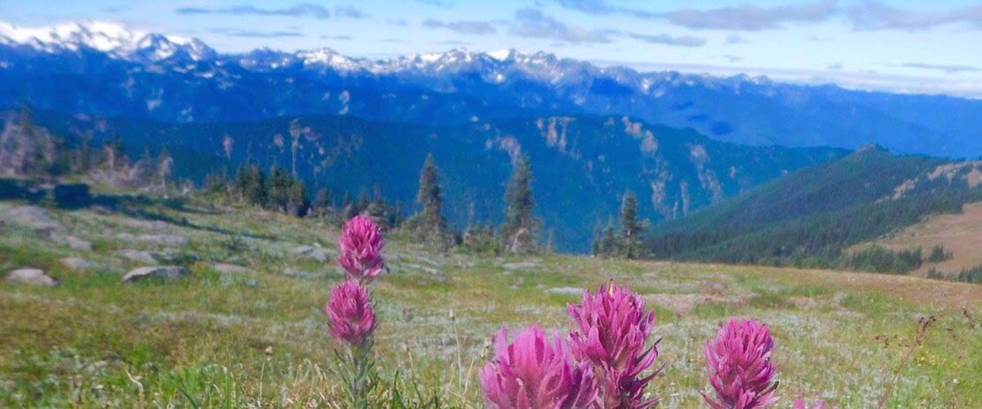 Picture of Pacific Northwest Escape: The San Juan Islands & Olympic National Park purple flowers in meadow with mountains olympic national park
