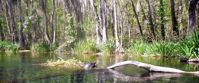 Picture of On the Suwannee River turtle on grass island suwannee river