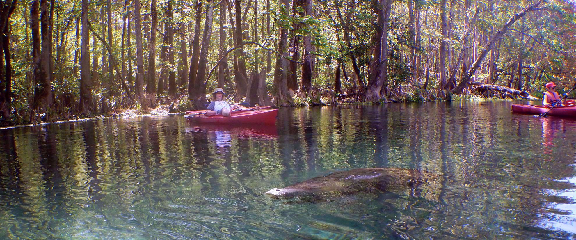manatee with kayakers on suwannee river