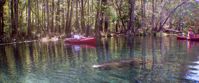Picture of On the Suwannee River manatee with kayakers on suwannee river