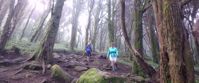 Picture of Portugal Coastal Hiking women hiking through foggy forest portugal