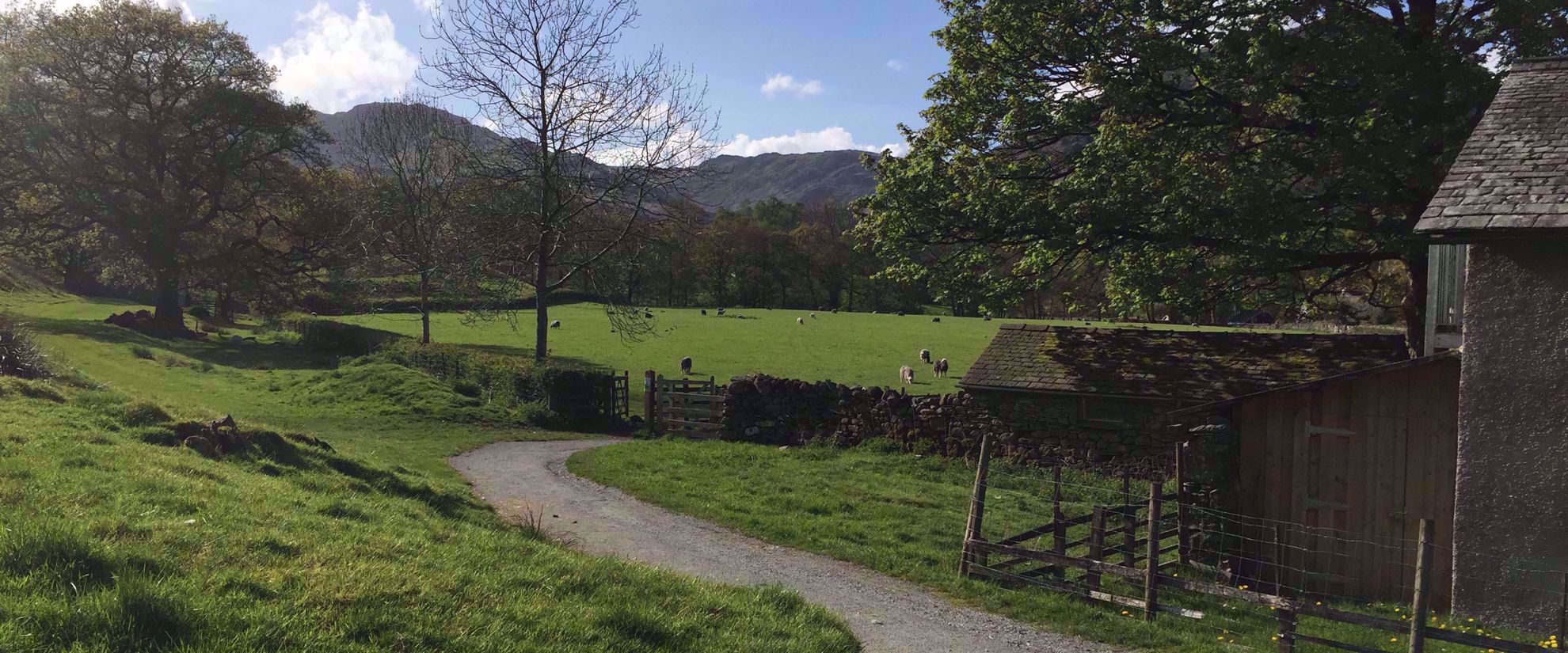 Picture of Tramping the Lake District pasture of sheep with rock wall in united kindgdom