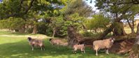 Picture of Tramping the Lake District sheep in field Grasmere uk