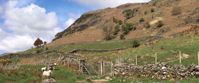 Picture of Tramping the Lake District sheep by wooden gate on hillside in grasmere uk