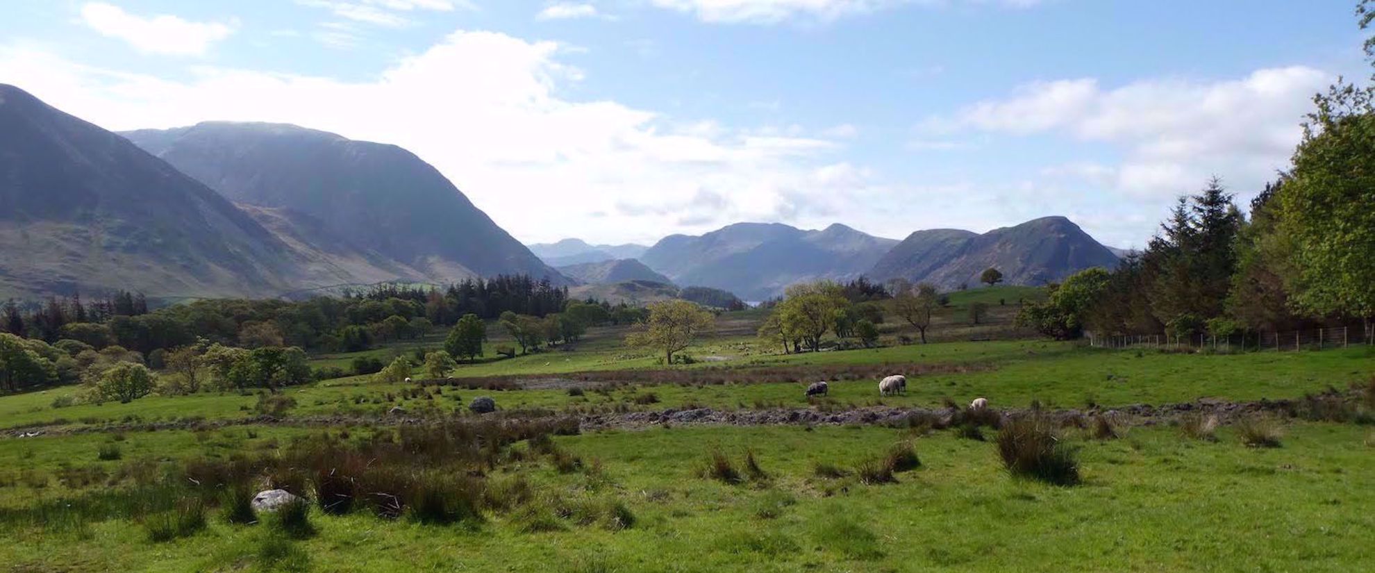Picture of Tramping the Lake District sheep in meadow with trees and mountains Grasmere uk