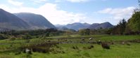Picture of Tramping the Lake District sheep in meadow with trees and mountains Grasmere uk