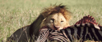 lion with kill on wildlife tour in tanzania