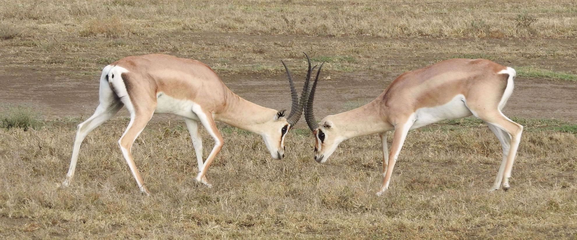 Picture of Walking and Wildlife In Tanzania
