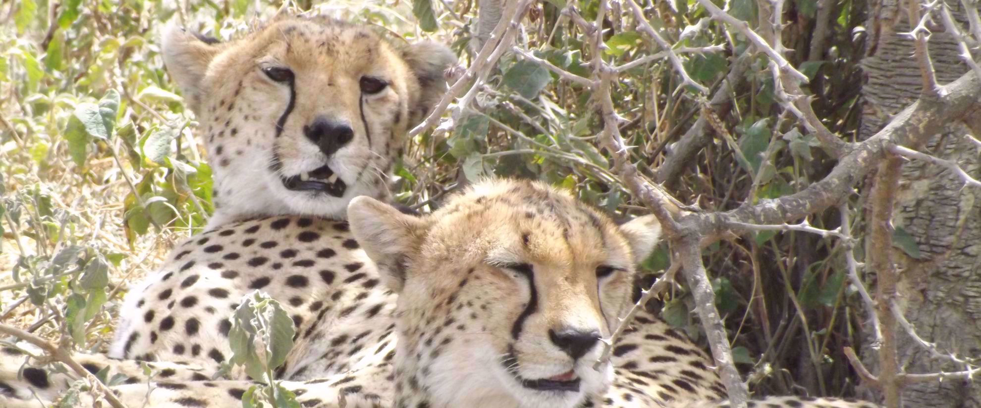 cheetahs relaxing in sunshine