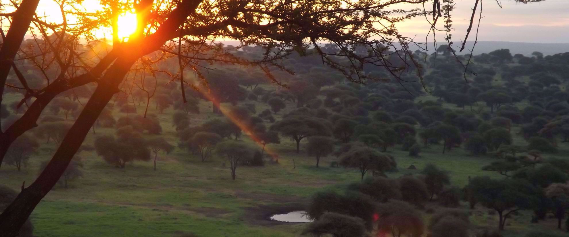 canopies of trees in tanzania