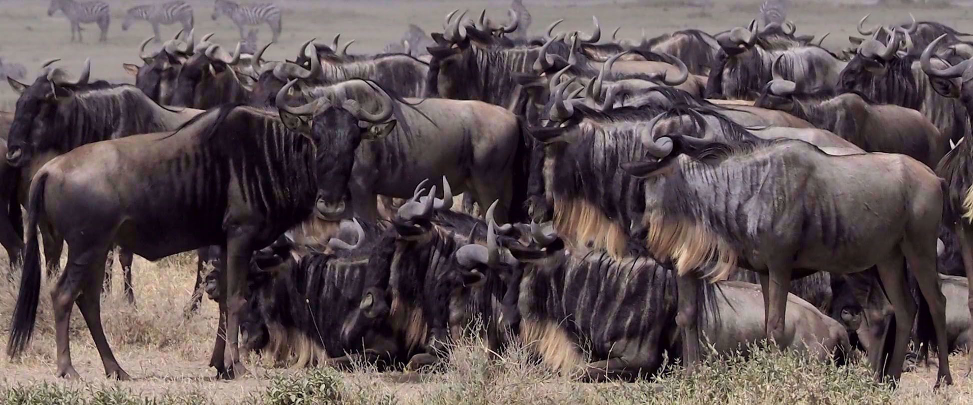 large wildebeest herd in field