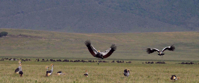 cranes flying over grass field in tanzania