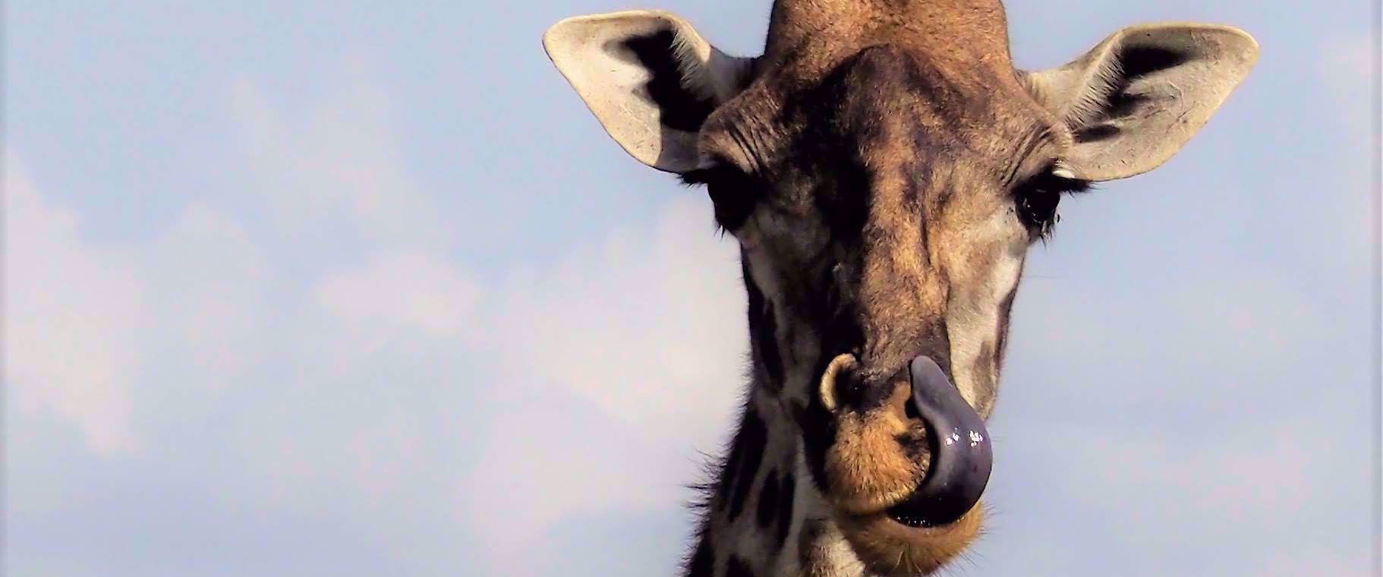 giraffe licking lips close up face
