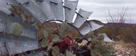 Picture of Big Bend Exploring and Hiking Fallen windmill growing cactus