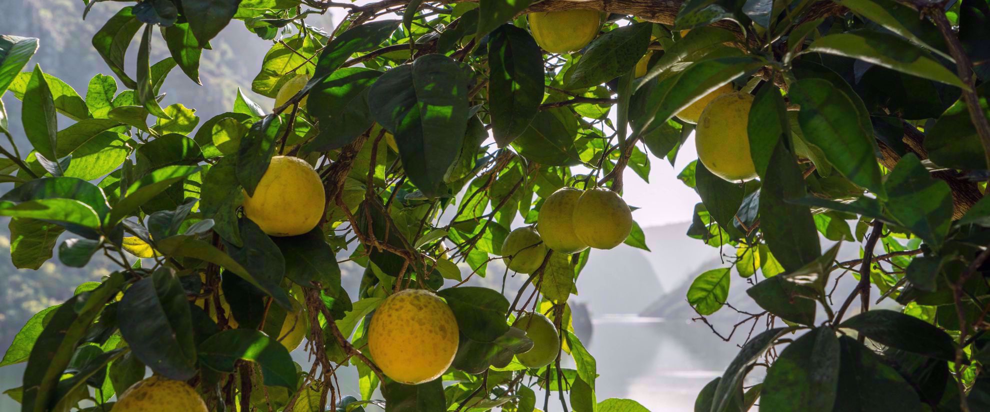 fresh lemons on tree douro valley