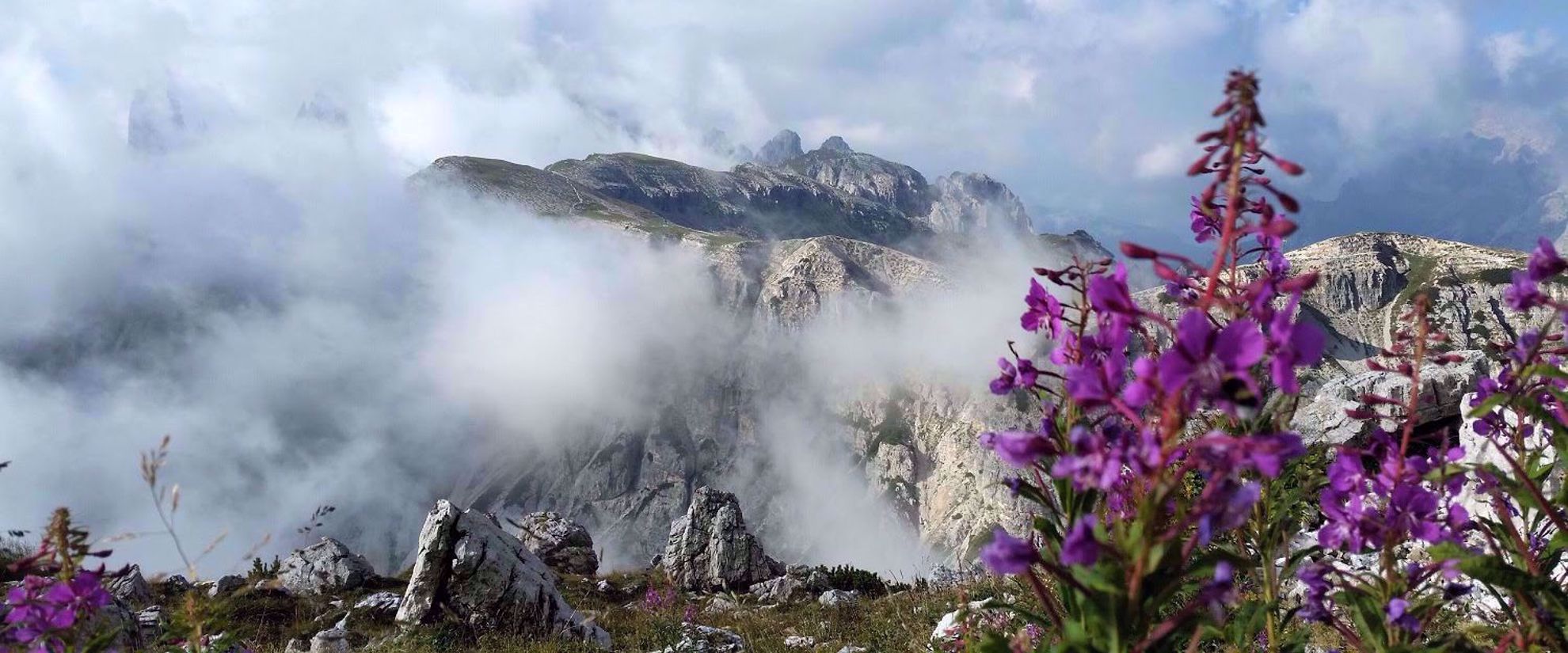 purple wildflowers in italian alps on foggy day
